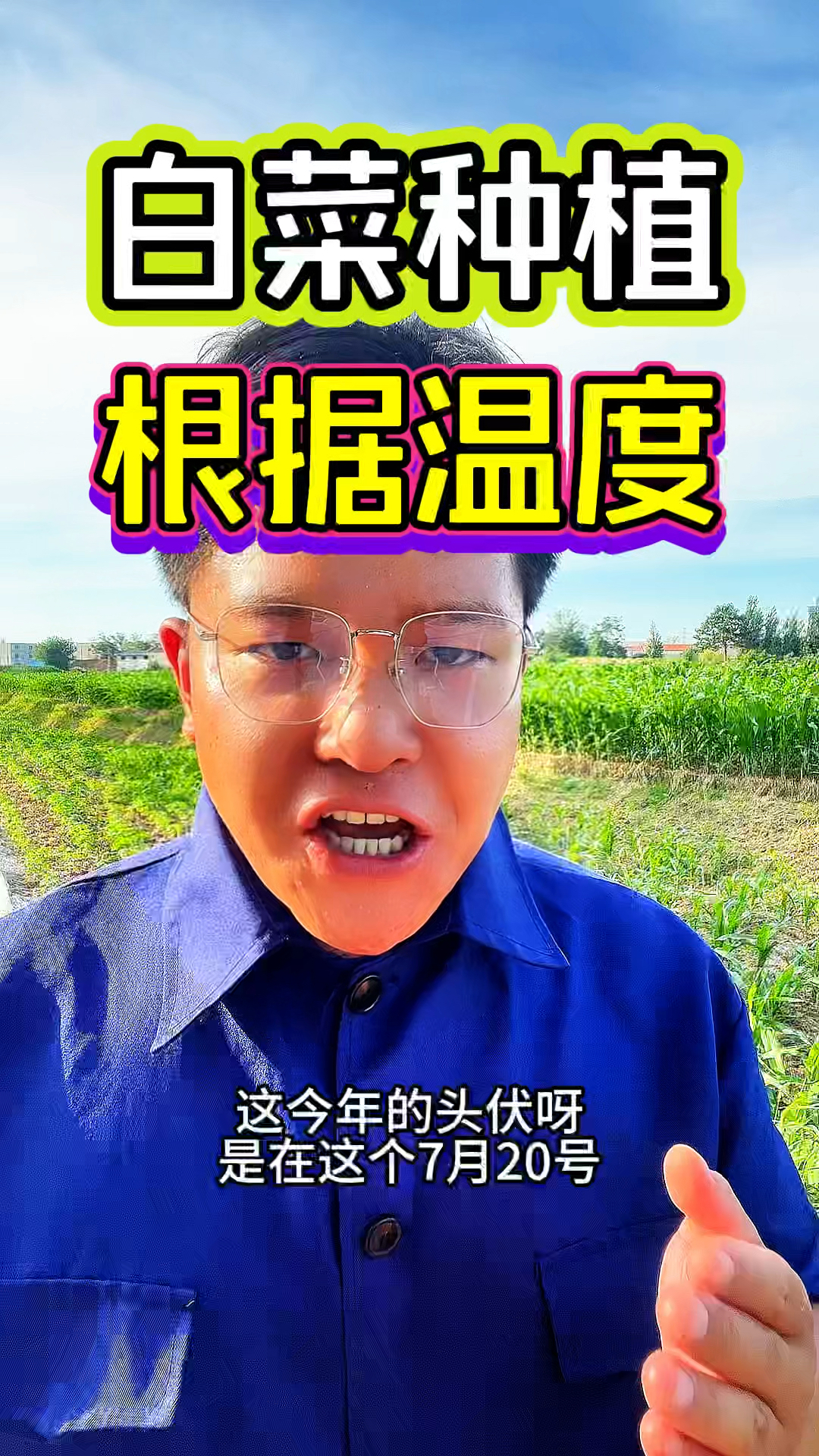 今年的白菜种植什么时候,根据温度来看