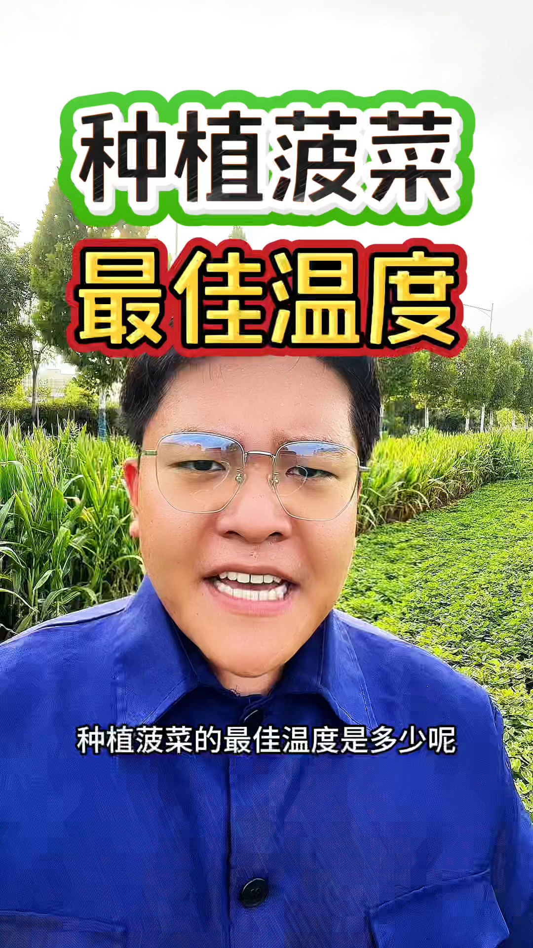 种植菠菜的最佳温度是多少呢?