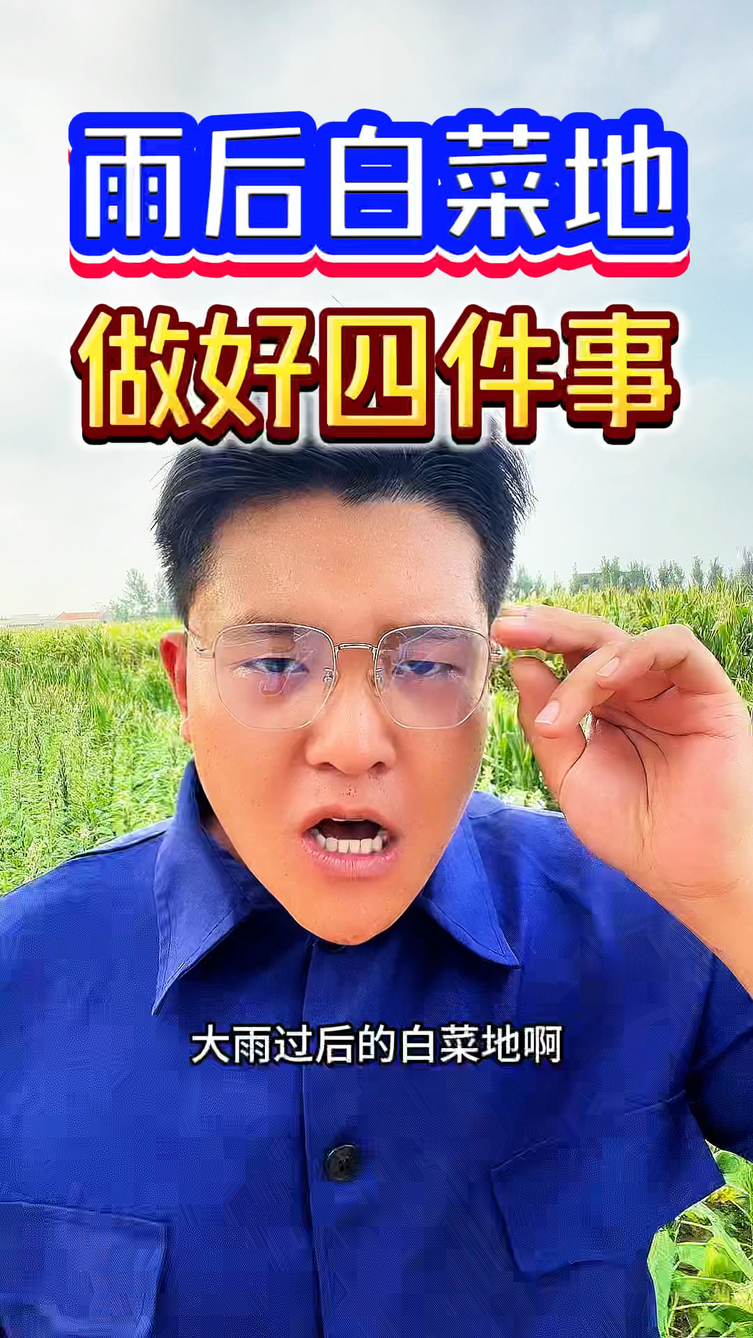 雨后的白菜地,要做好四件事