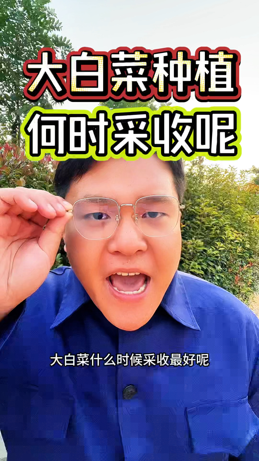 大白菜什么时候采收比较好呢？