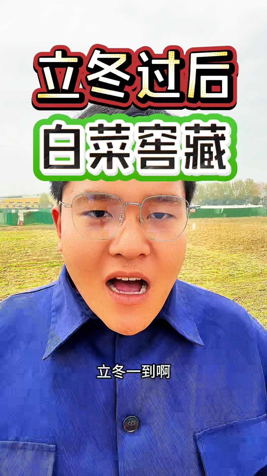 立冬以后白菜就该进行窖藏了