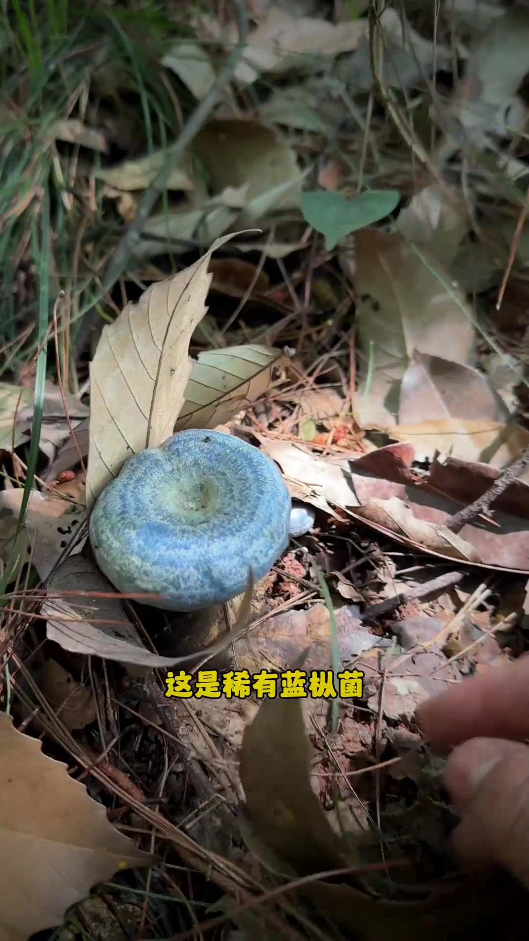 山里常见可食用野生菌、快来看你认识几种、哪种最美味呢？