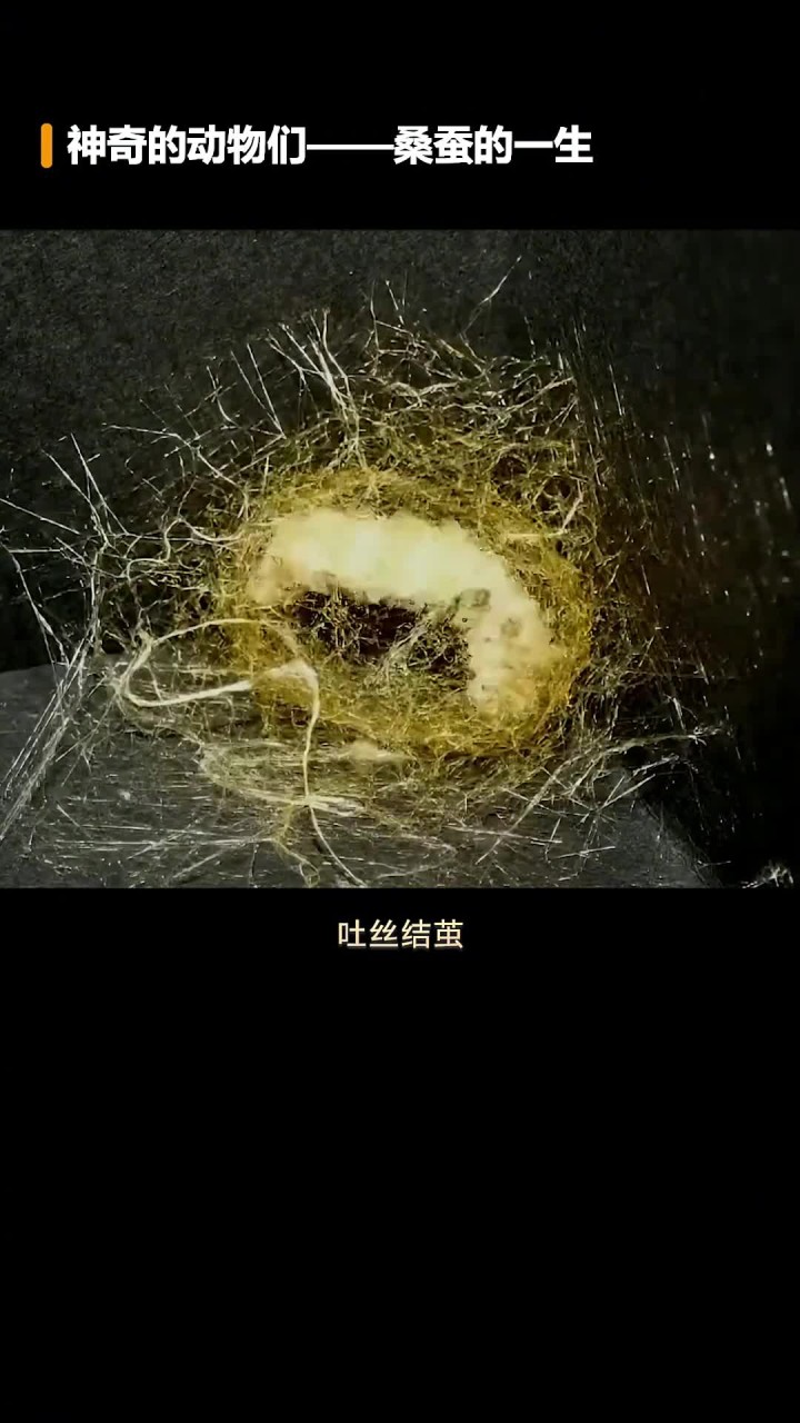 桑蚕一生必经的几个阶段？你了解吗？