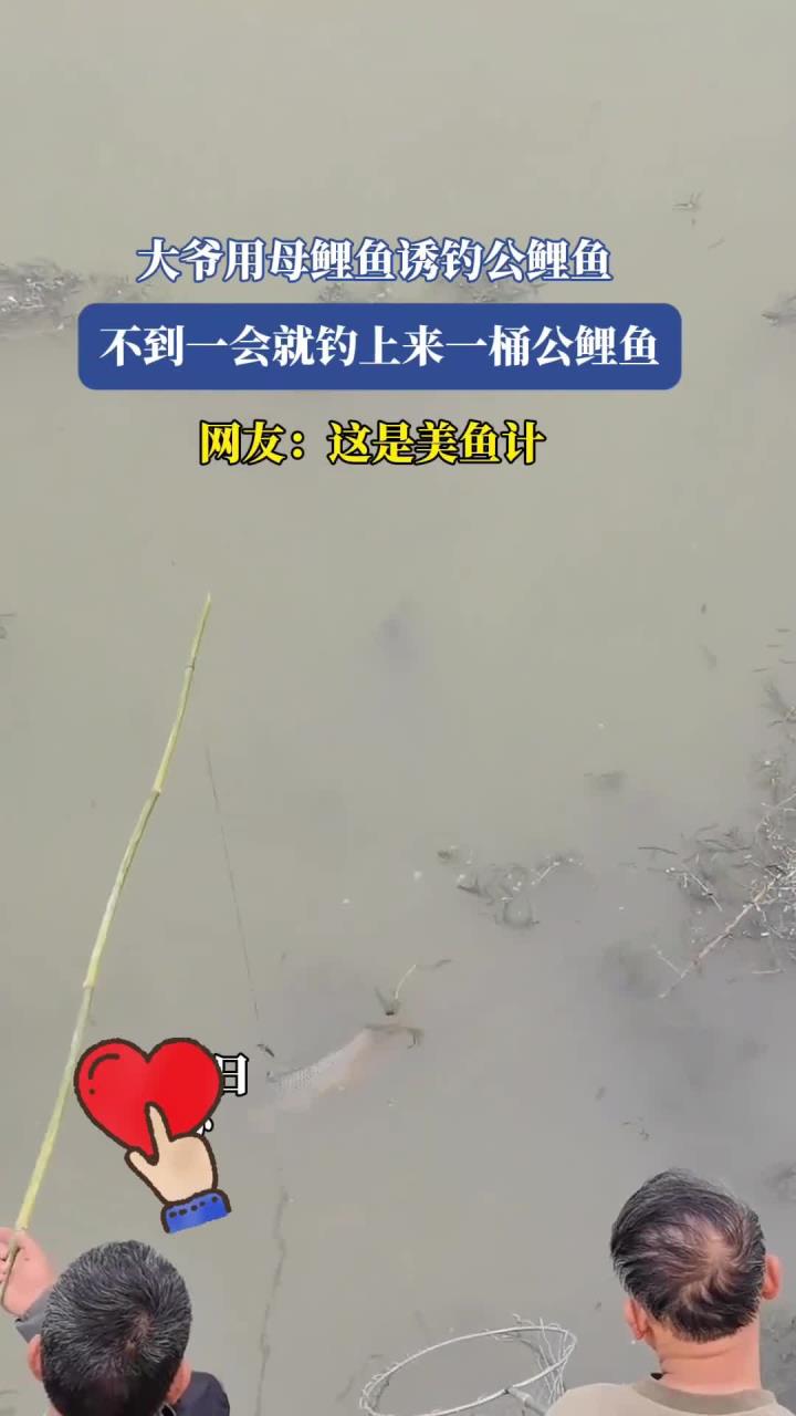 大爷用母鲤鱼诱钓公鲤鱼,不到一会就钓上来一桶公鲤鱼