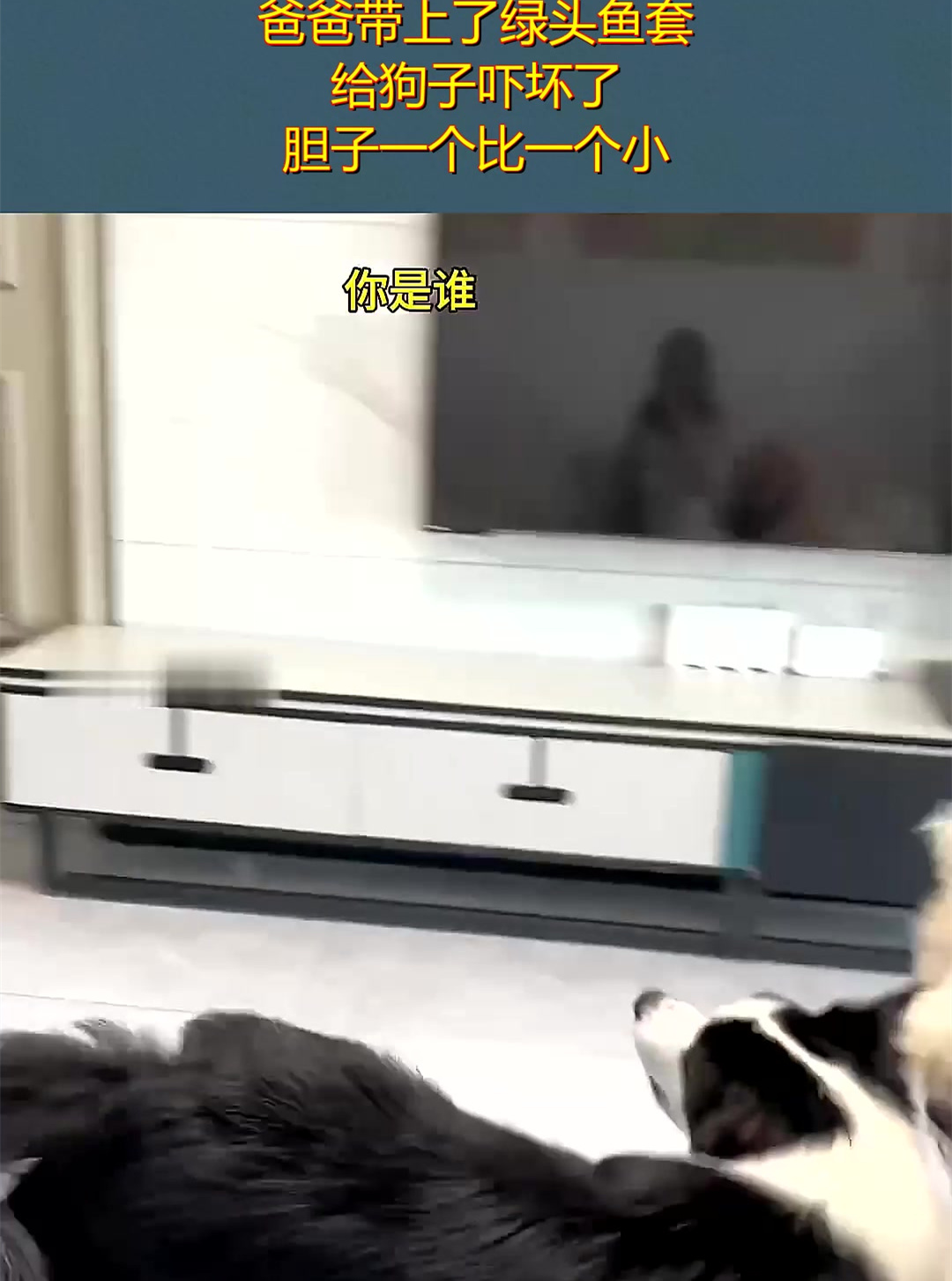 爸爸带上了绿头鱼套,给狗子吓坏了,胆子一个比一个小!