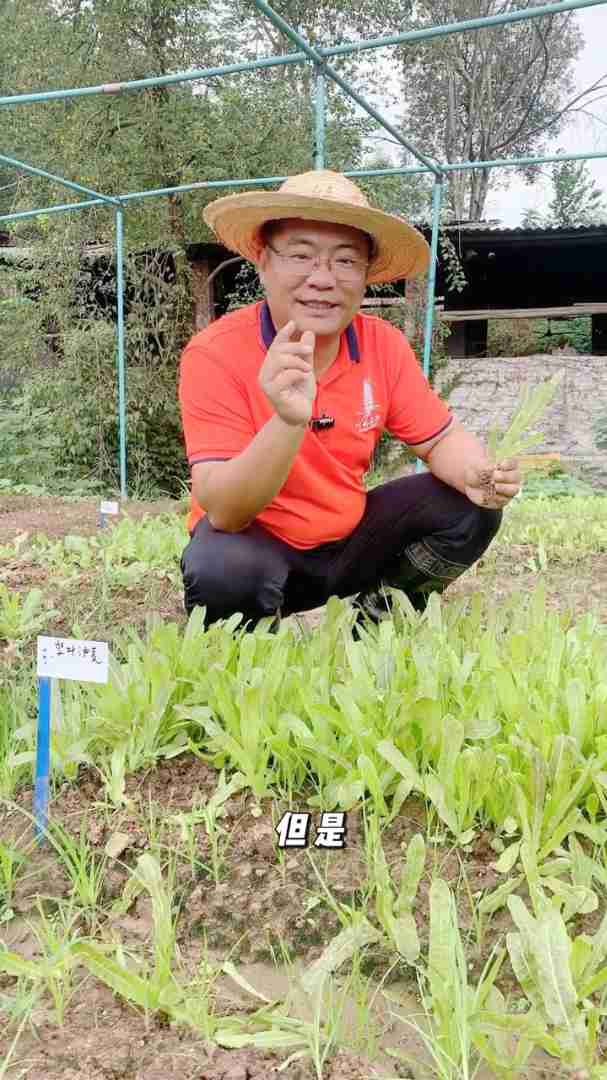 2025.11.6移栽油麦菜苗
