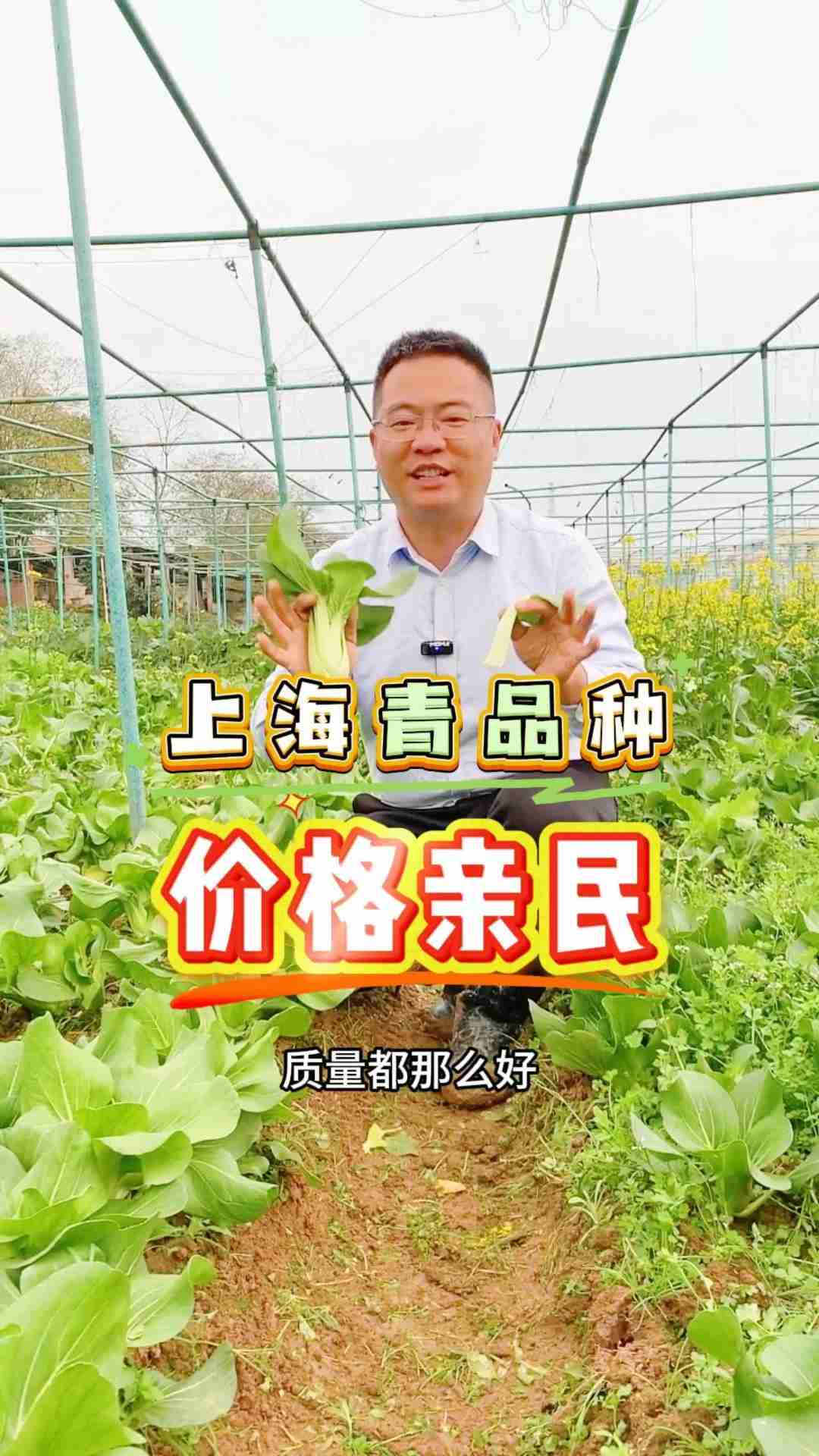 26.1月28日 常规上海青