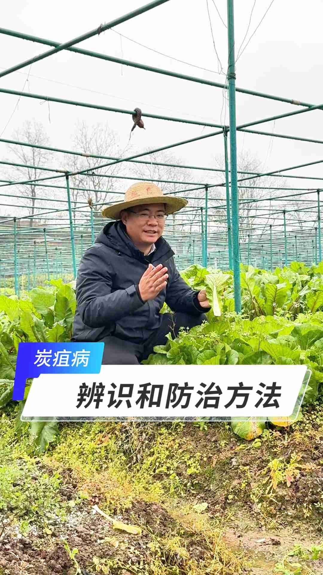26.3.22白菜炭疽病