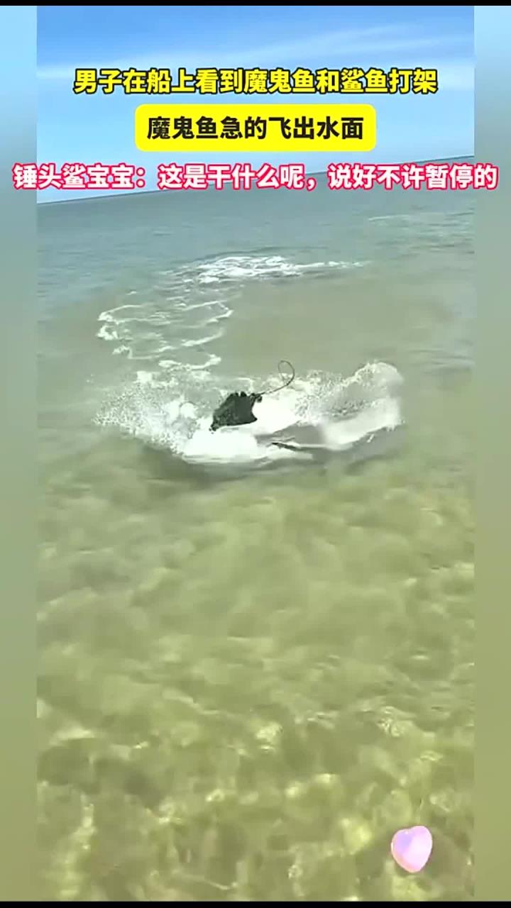男子在船上看到魔鬼鱼和鲨鱼打架,魔鬼鱼急的直接飞出水面!