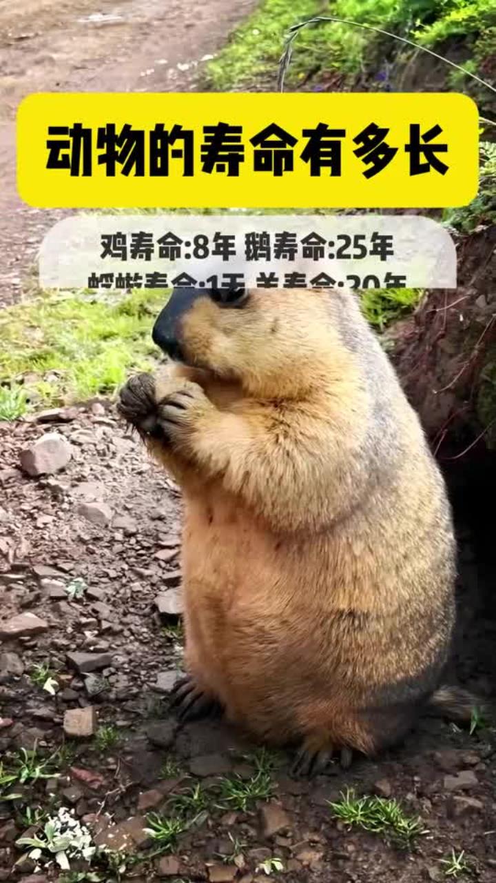 动物的寿命有多长_知识科普