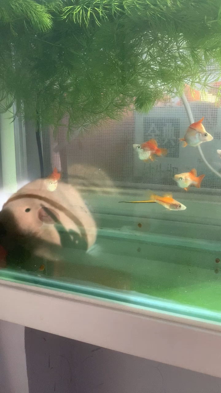 我的情怀:苹果剑鱼!上学那些年,唯一能养活的品种