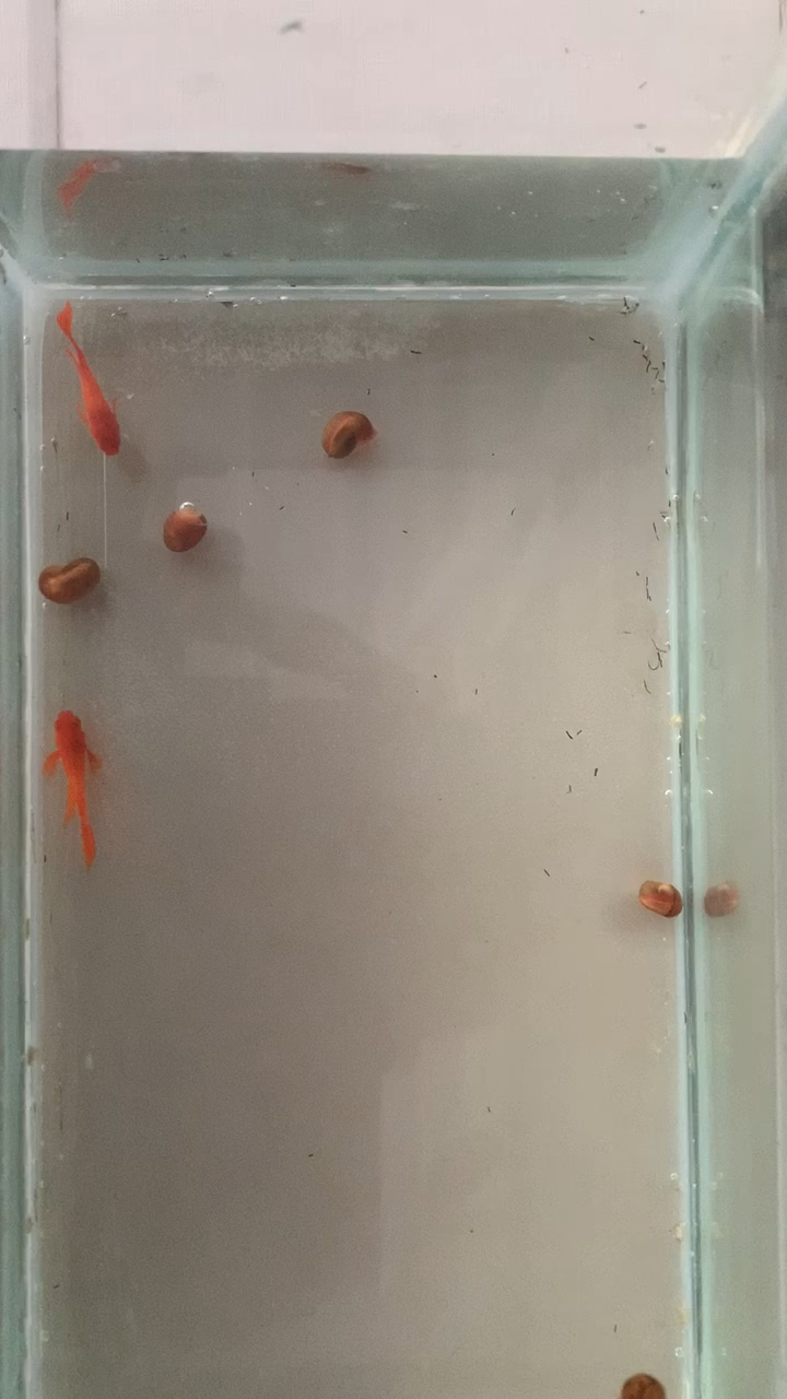 又捡漏啦!6元淘到两条红头双分水小公鱼,哈哈哈