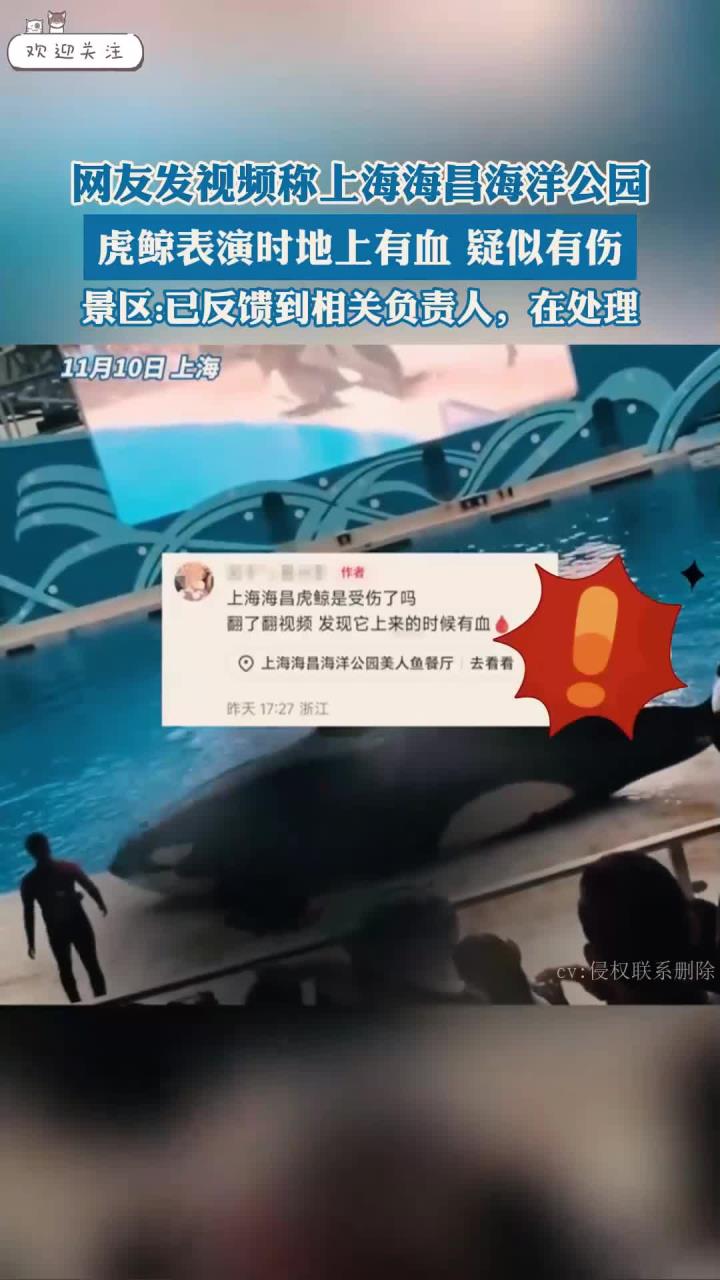 网友发视频称上海海昌海洋公园,虎鲸表演时地上有血,疑似有伤