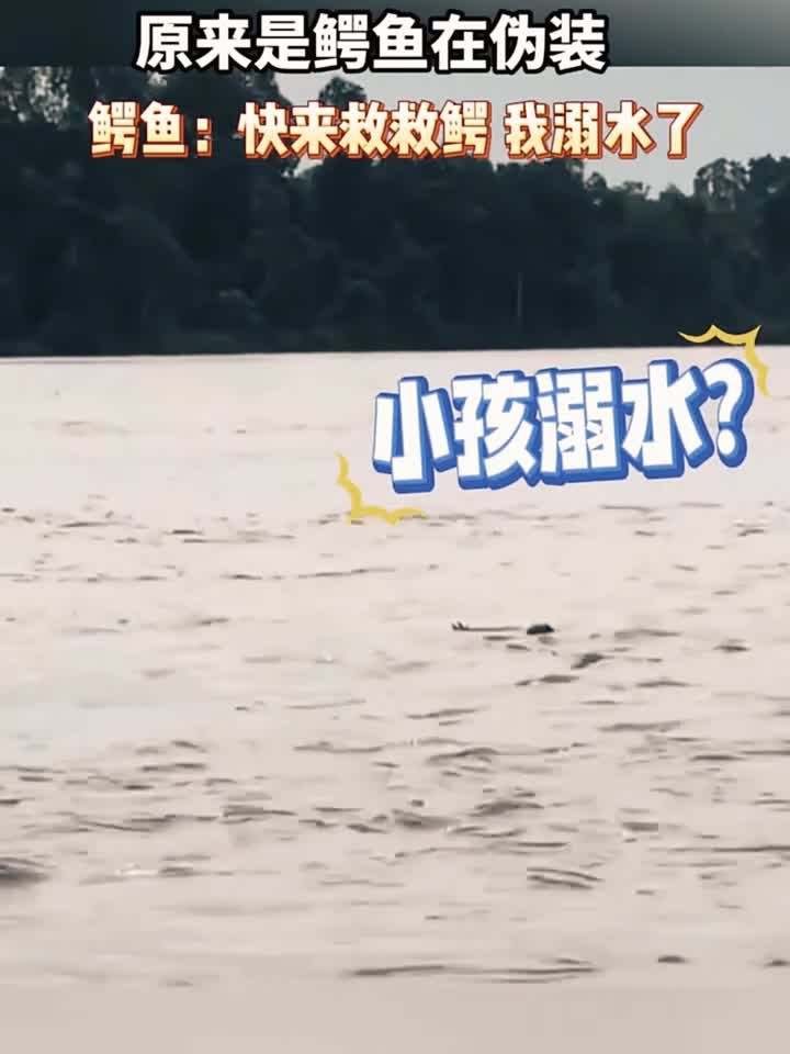 第一眼还以为是有人溺水了,原来是鳄鱼在伪装啊