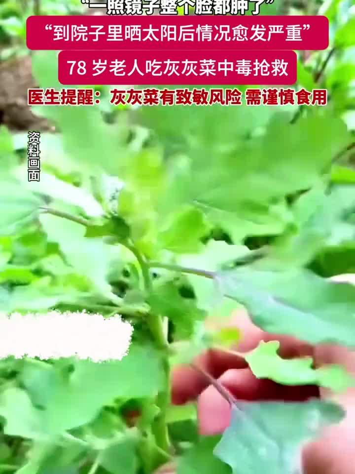 78岁老人食用灰灰菜中毒送医，医生提醒：此野菜需谨慎处理！