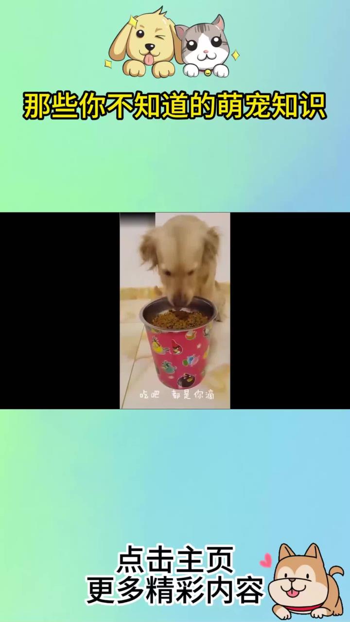 金毛正在吃饭,主人说吃胖点好吃狗肉,金毛的表情太委屈了!