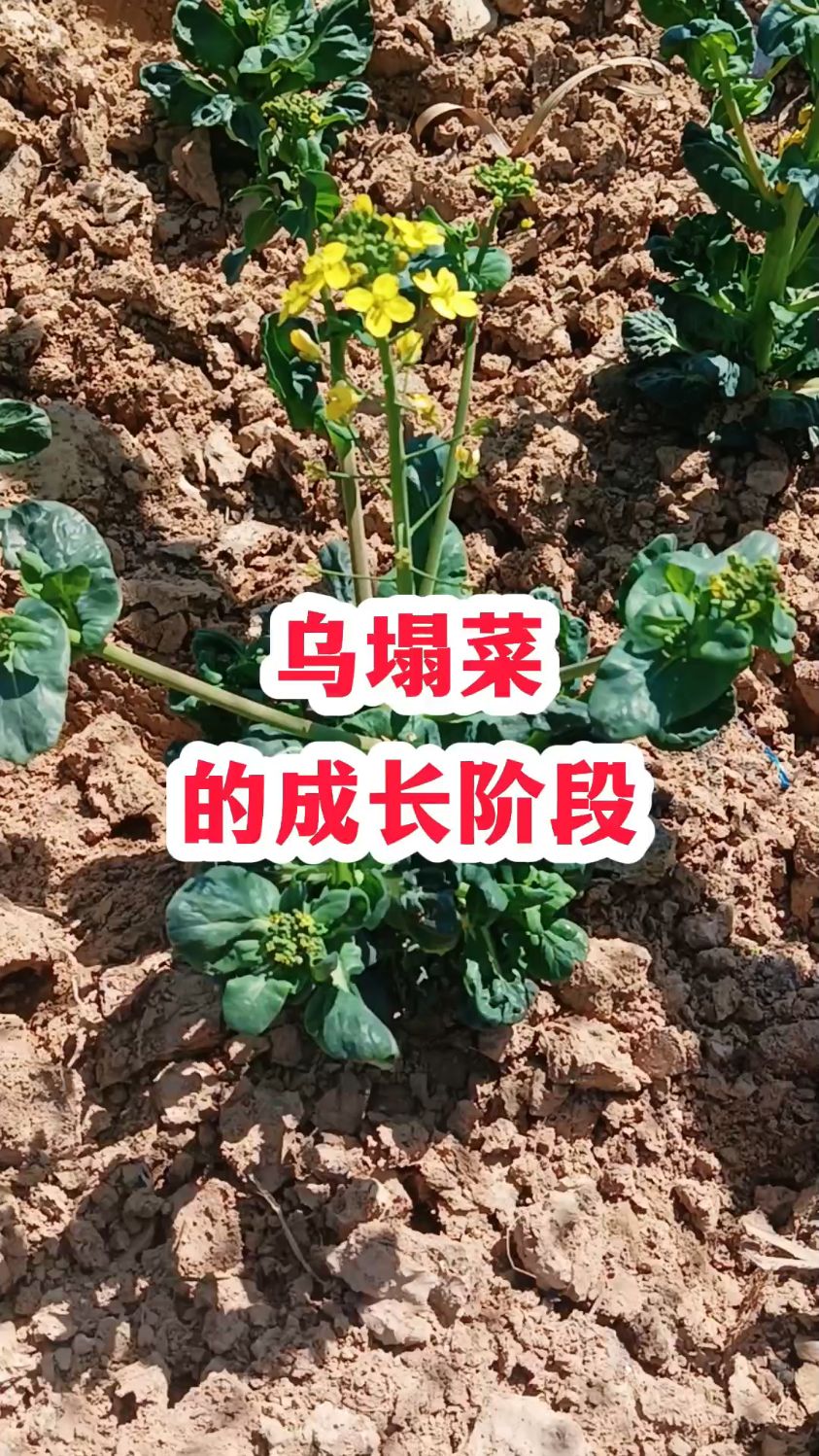 乌塌菜的成长阶段