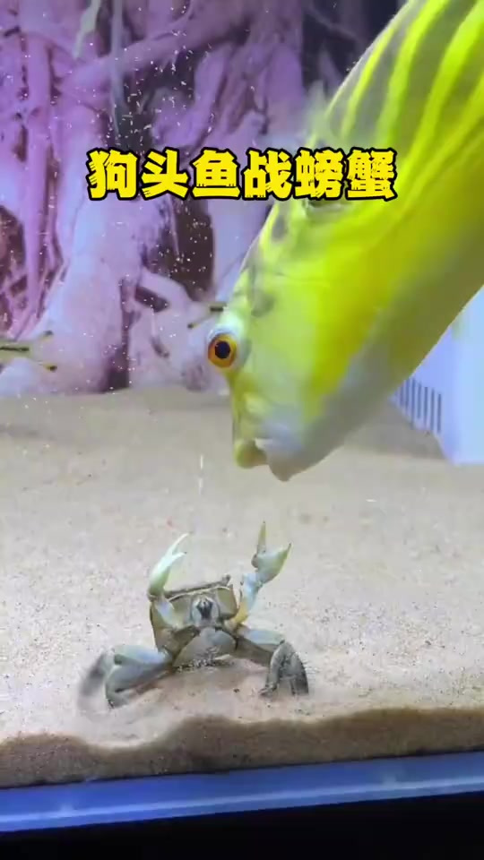 斑马狗头鱼秒杀大虾，十分凶猛不惧螃蟹，战斗力爆表几招就将它们