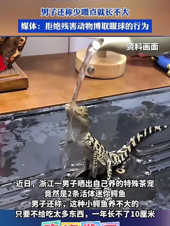 将活体小鳄鱼当茶宠，男子还称少喂点就长不大