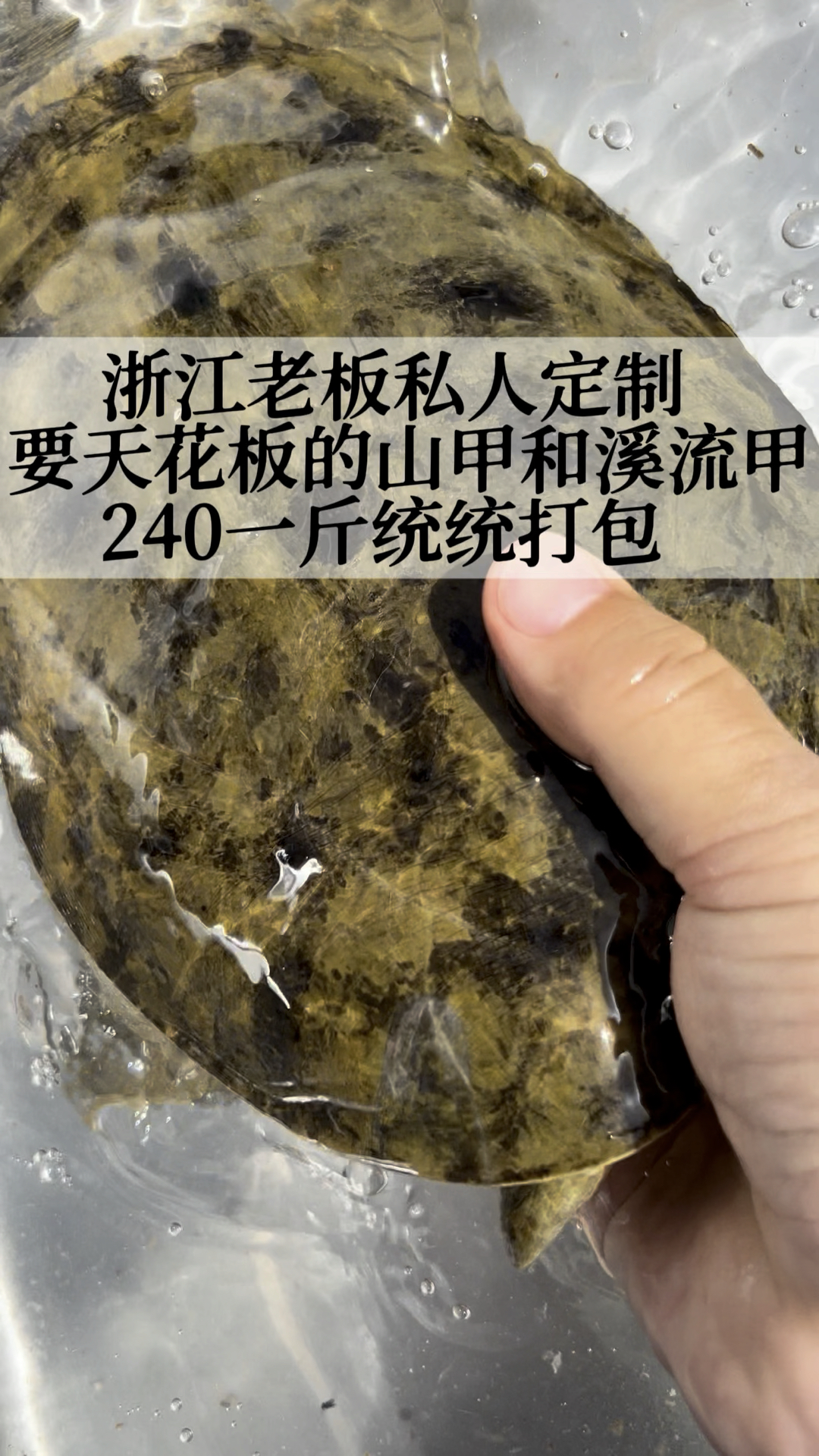 浙江老板定制配货甲鱼