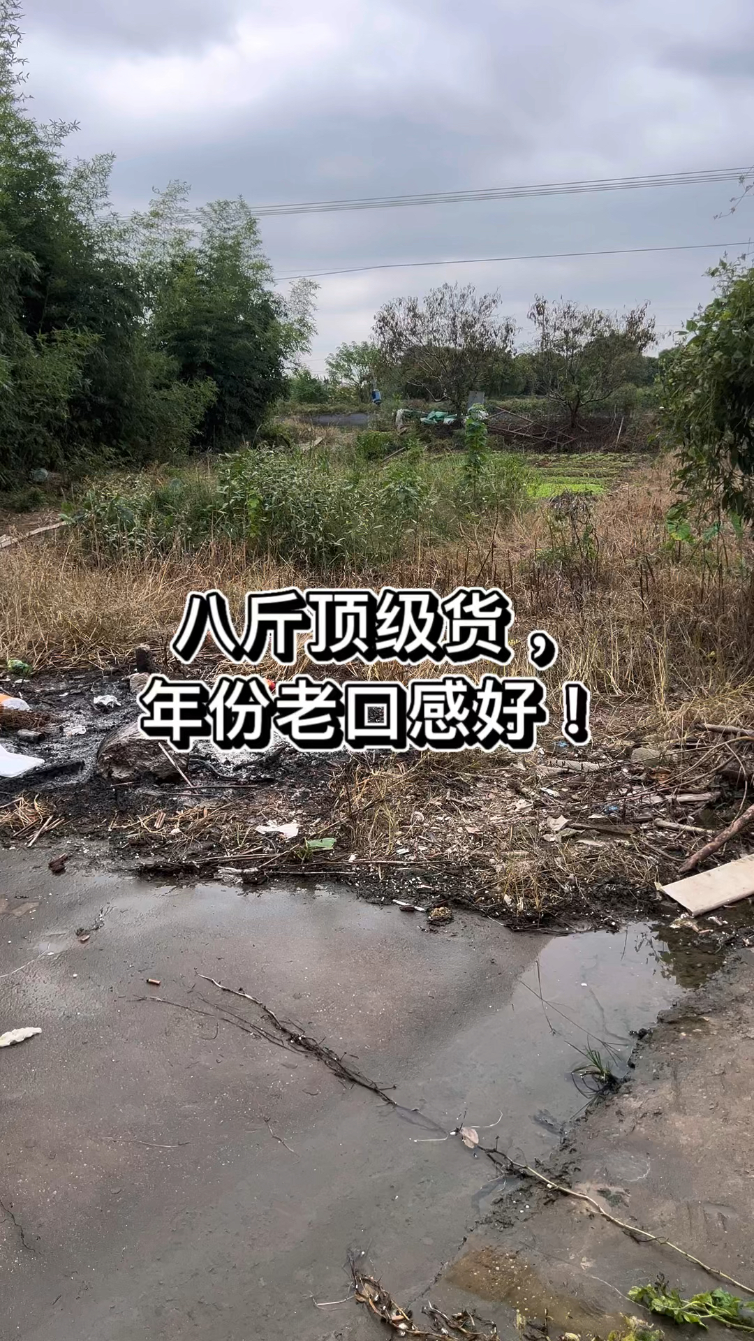 佳节送礼首选甲鱼!
