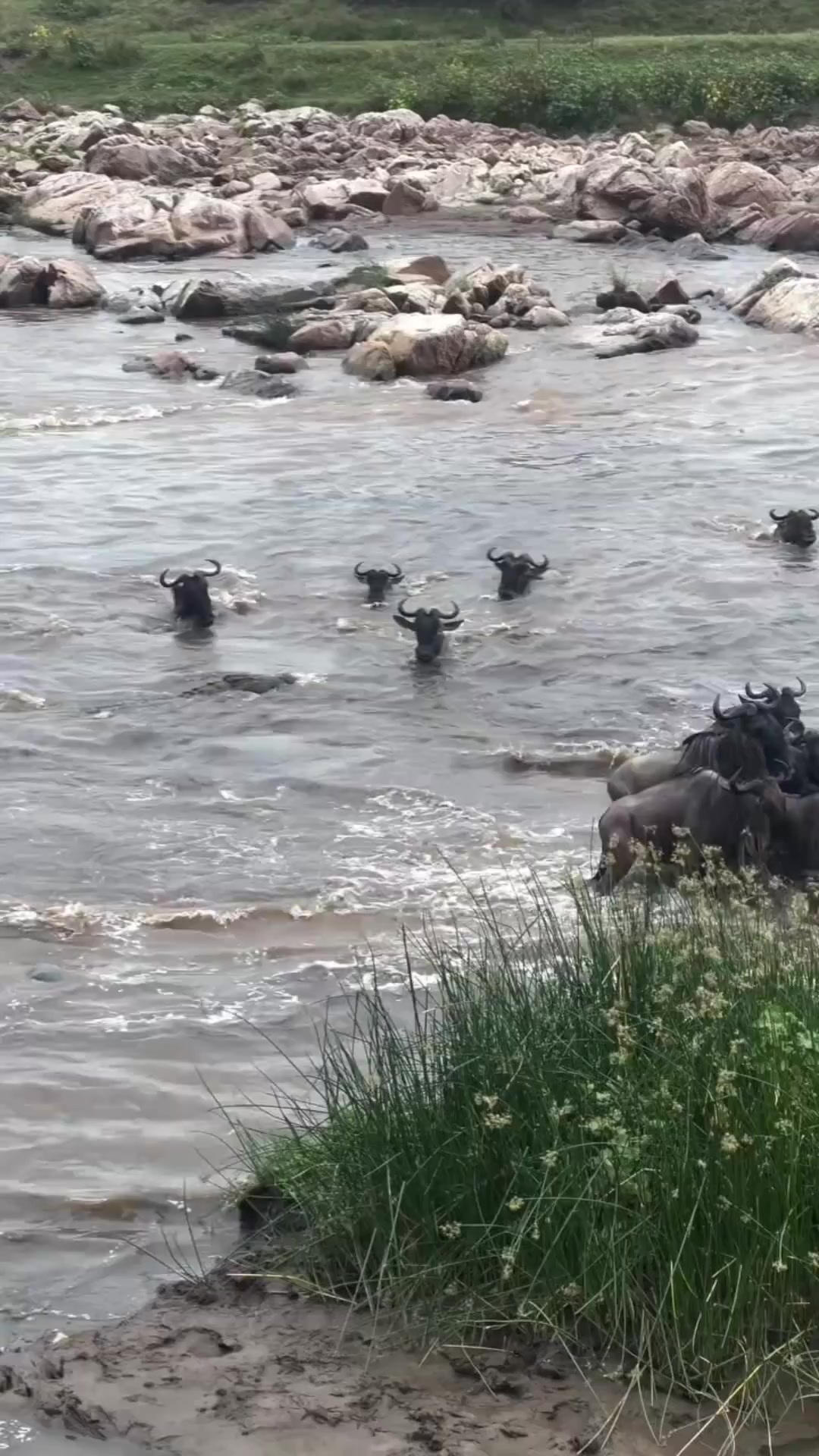 角马群过河，尼罗鳄不知攻击哪一只角马了！