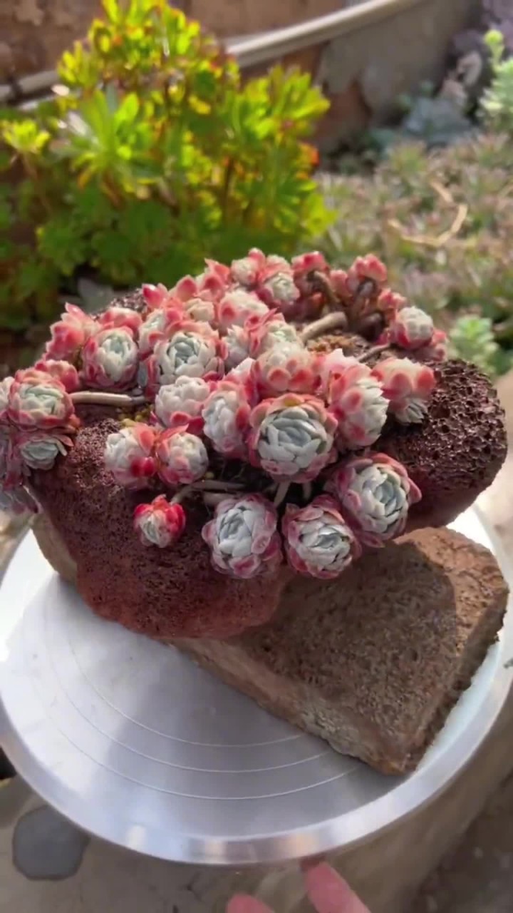 带香味的多肉你还知道几种？