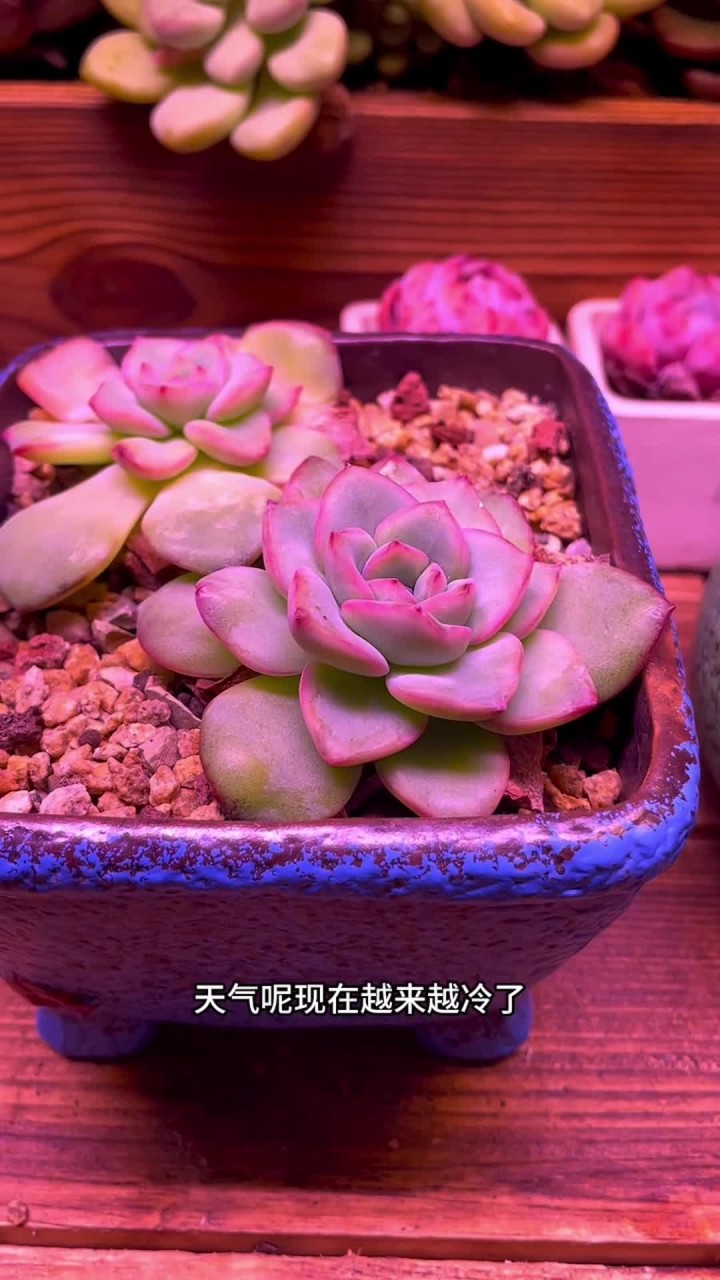 冬天不知道怎么养多肉的一定要看完