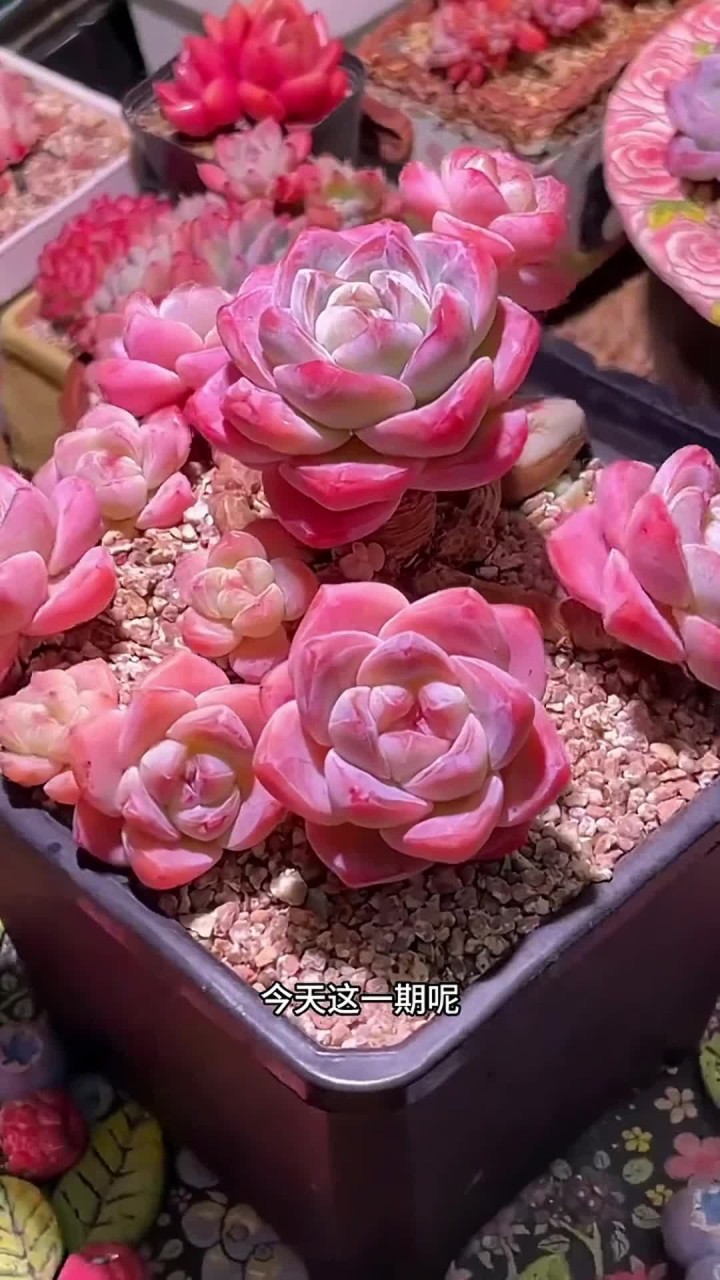 冰玉的养护方法出来啦，还有什么不会养的多肉打在评论区