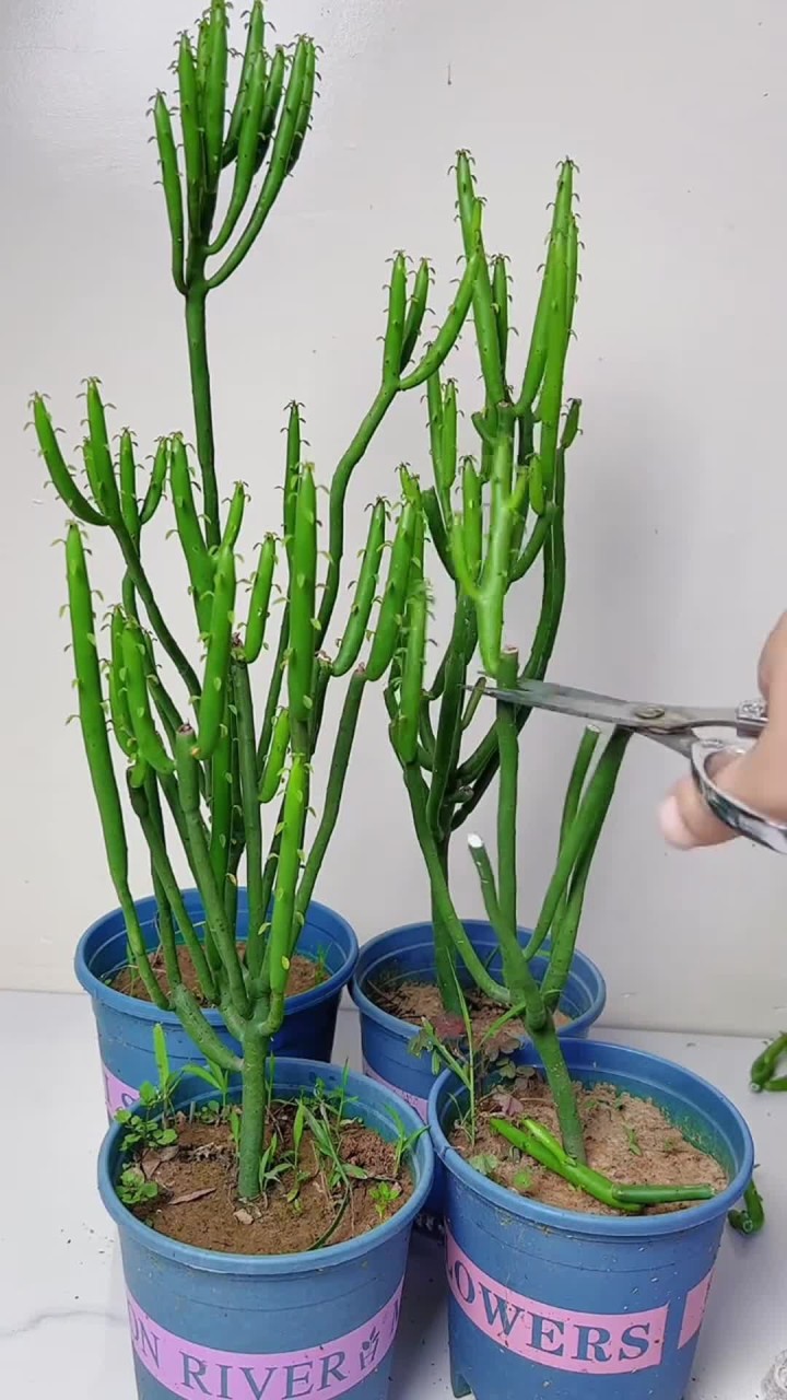 多肉植物在花卉绿植盆栽中很受欢迎