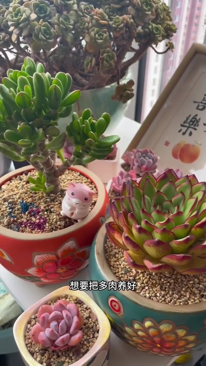 家里的多肉出现了,黑斑病,黑腐病,白粉病,炭疽病,烟煤病都可以用