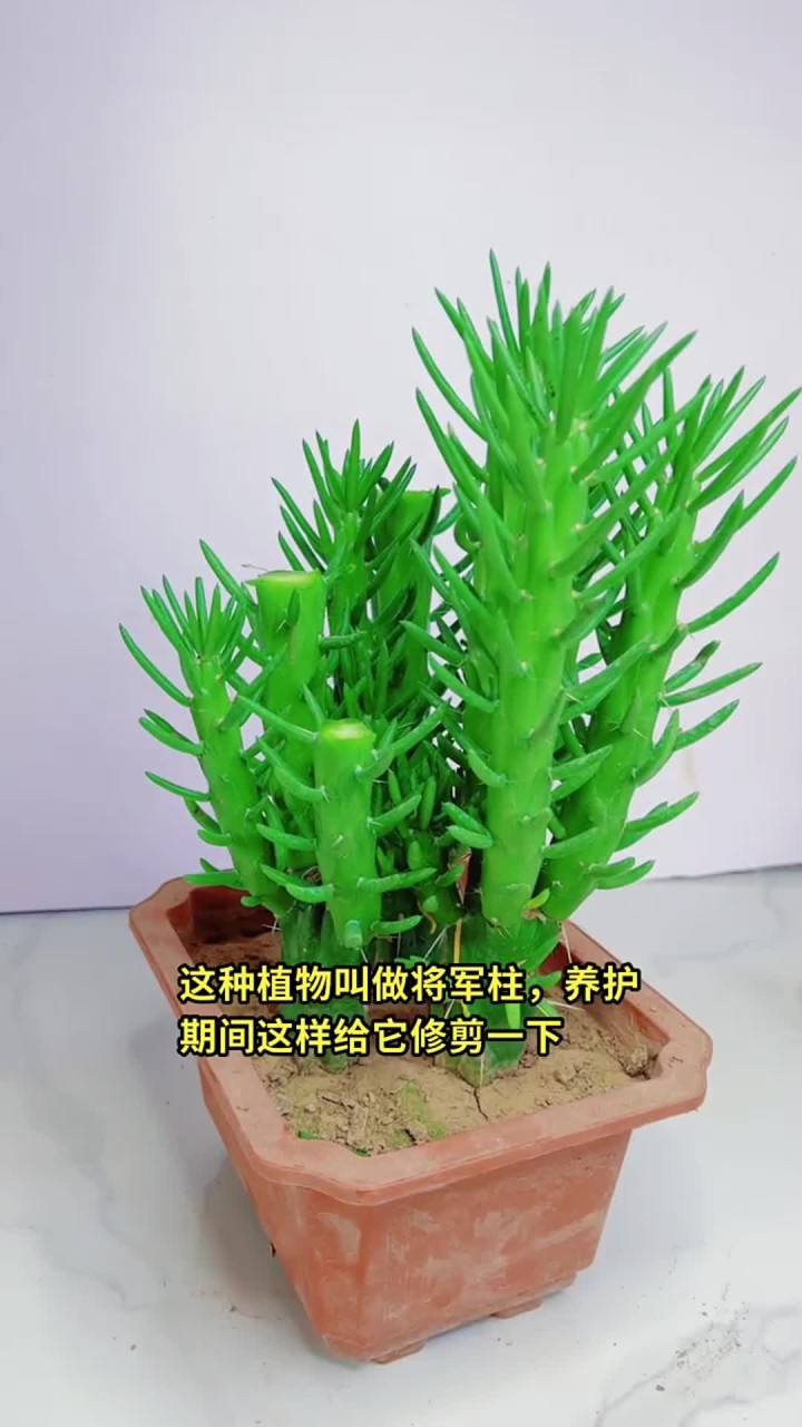 花卉绿植盆栽:将军柱长到 30 厘米左右,剪掉顶端枝条更好