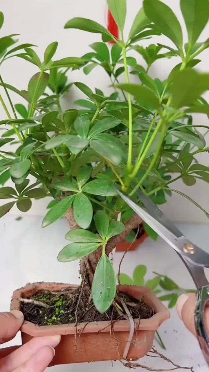 鸭脚木属绿植盆栽，分享养花经验