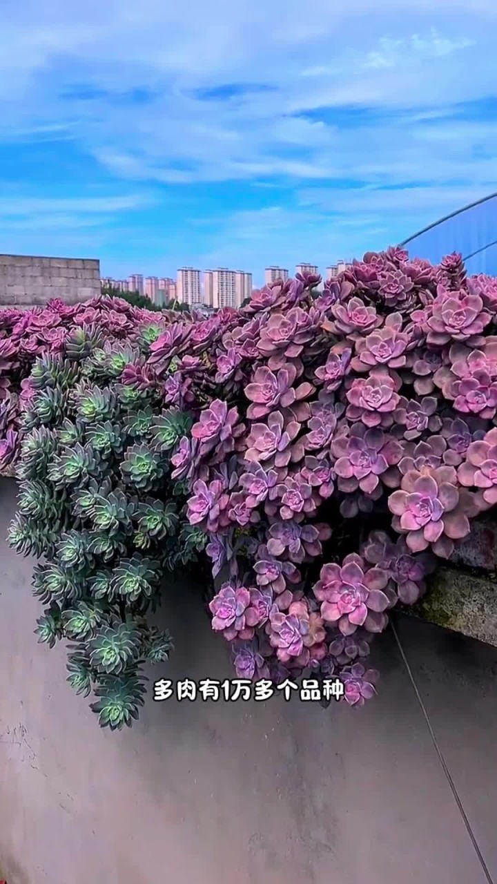 多肉届有很多长得特别像的多肉，快来看看你能不能分辨出来