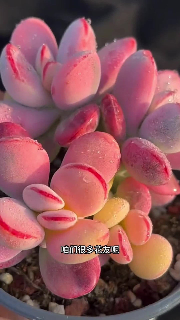 多肉锦最主要的原因就是基因突变，但是大多数的多肉锦繁殖是比较难的