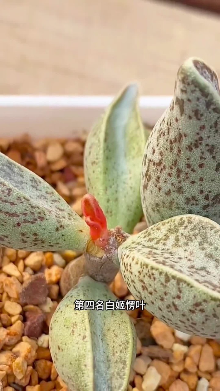 多肉界的天价多肉最贵的一颗就能值一套房