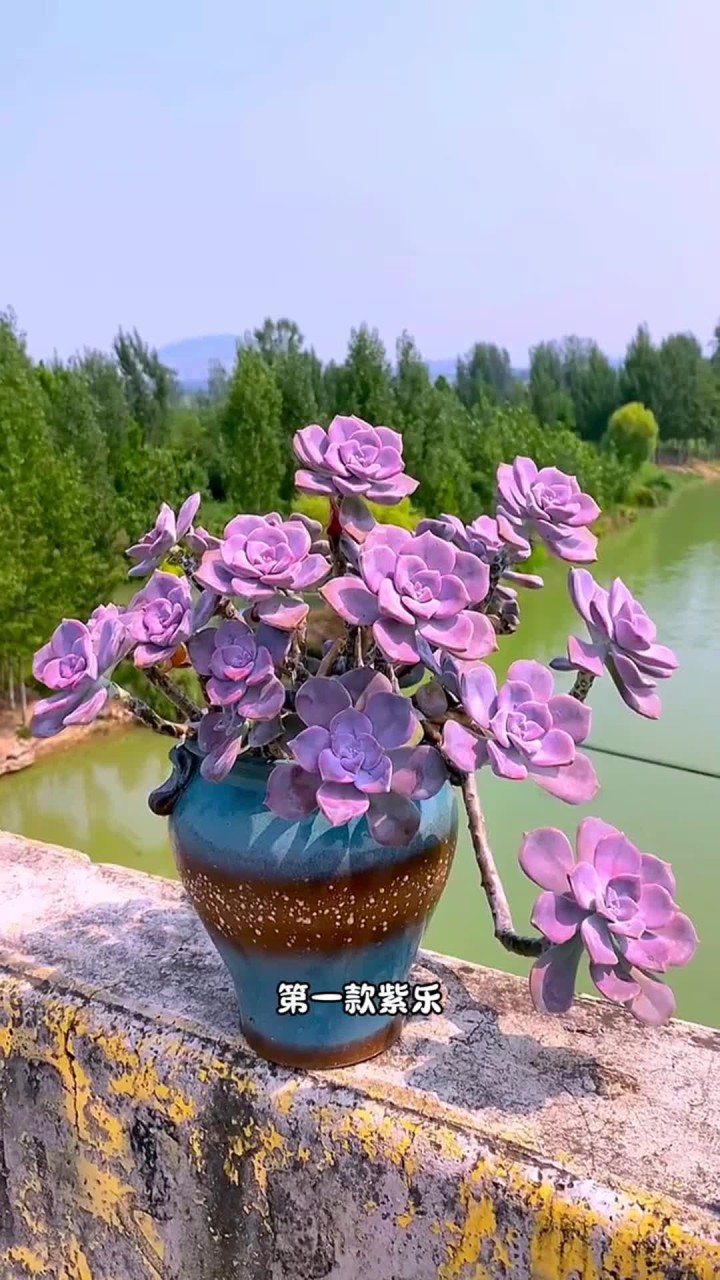 冬天不能断水的多肉,你还知道有哪些