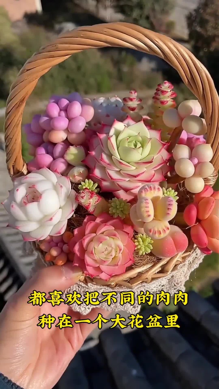 多肉植物组盆，好养又好看