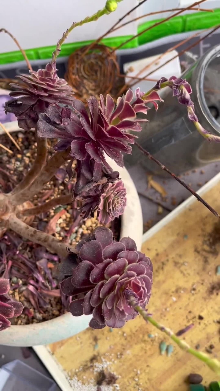 养了多肉才知道的，你还知道了哪些？