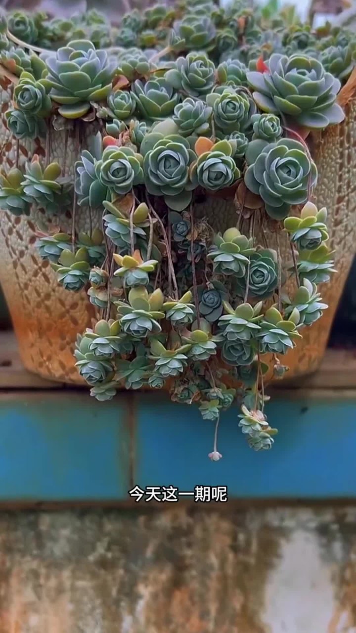 子持莲华的养护教程出来啦!还有什么不会养的多肉打在评论区