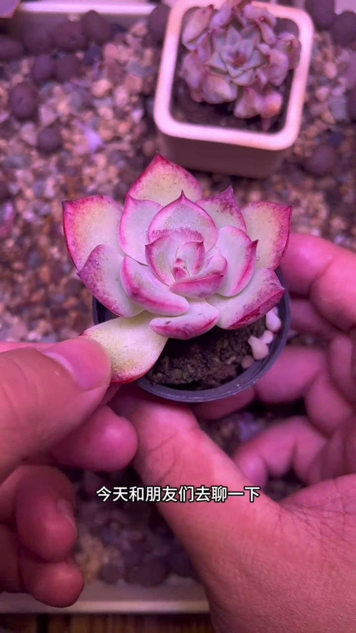 多肉叶插你会做吗