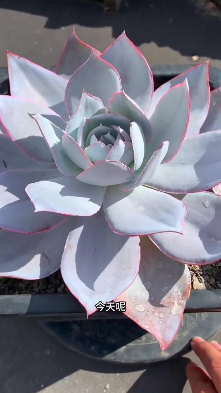 广寒宫的养护方法出来啦,大家还有什么不会养的多肉直接打在评论区