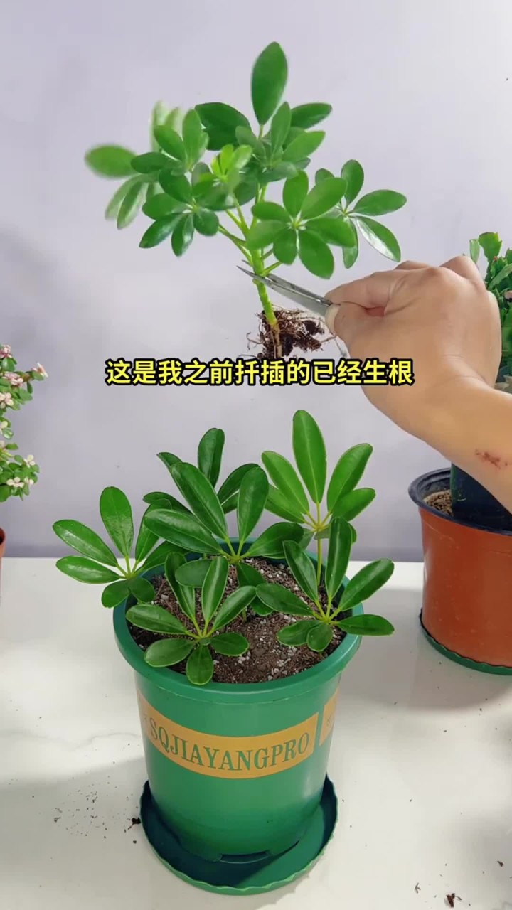 花卉绿植盆栽:鸭脚木(八方来财)的繁殖方法分享