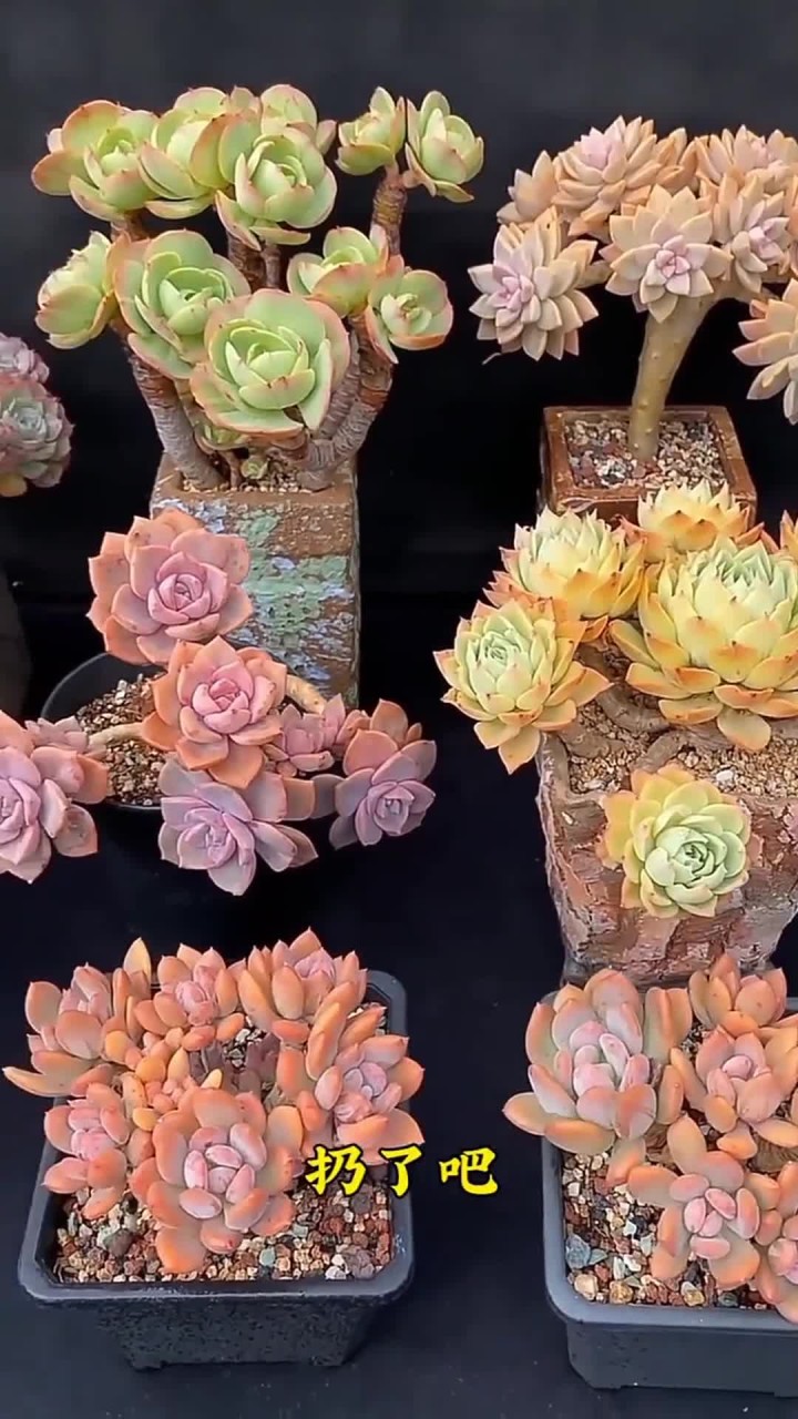 多肉徒长了怎么办，2 种方法试一试