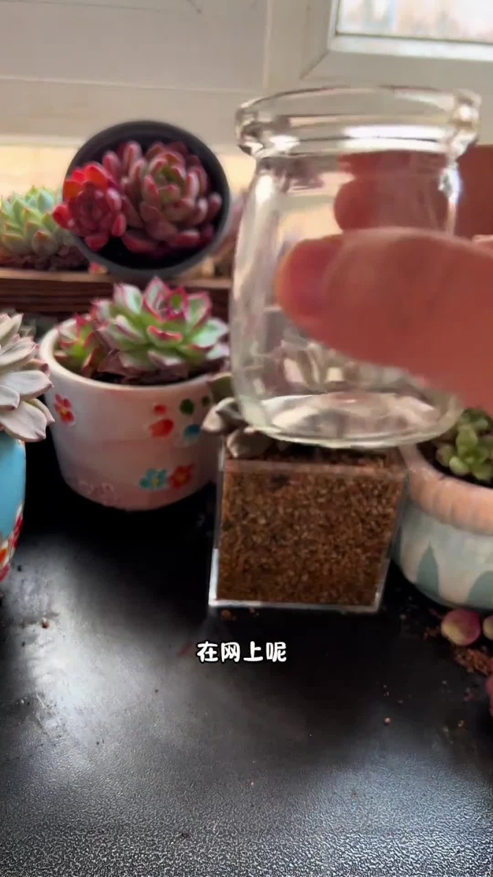 今天试试用玻璃瓶种一颗多肉,后续呢会发出来它的生长过程