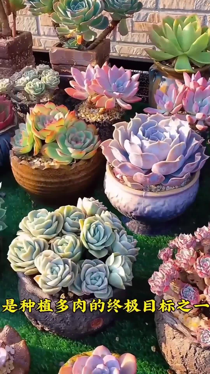 想多肉快速爆盆，教你 3 个爆盆方法