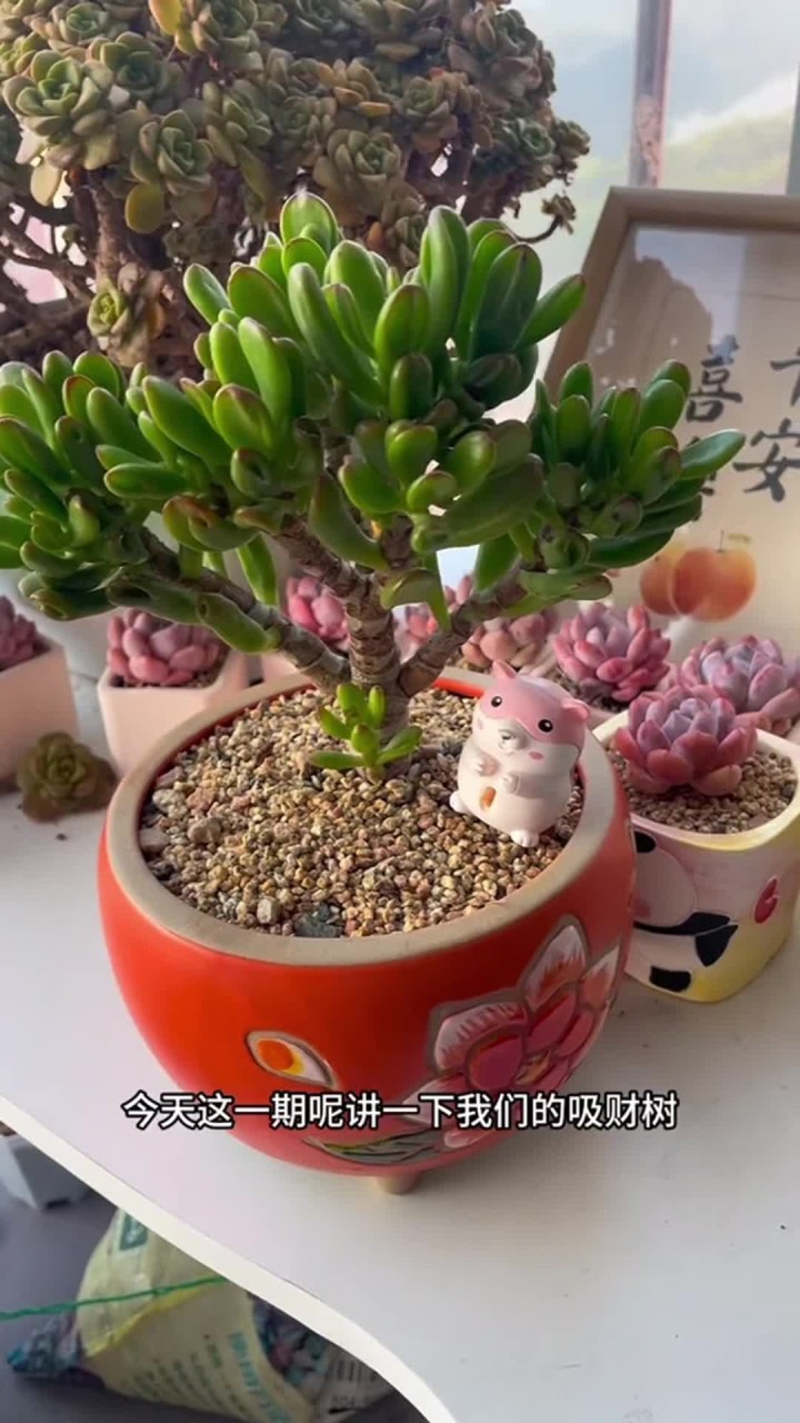 吸财树的养护方法出来啦,大家还有什么不会养的多肉打在评论区