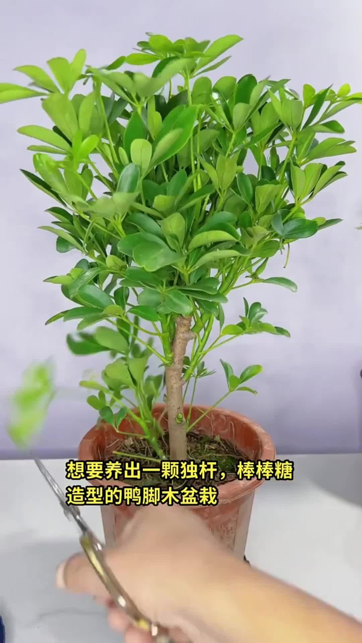 鸭脚木生长快,不修剪易杂乱,属盆栽绿植