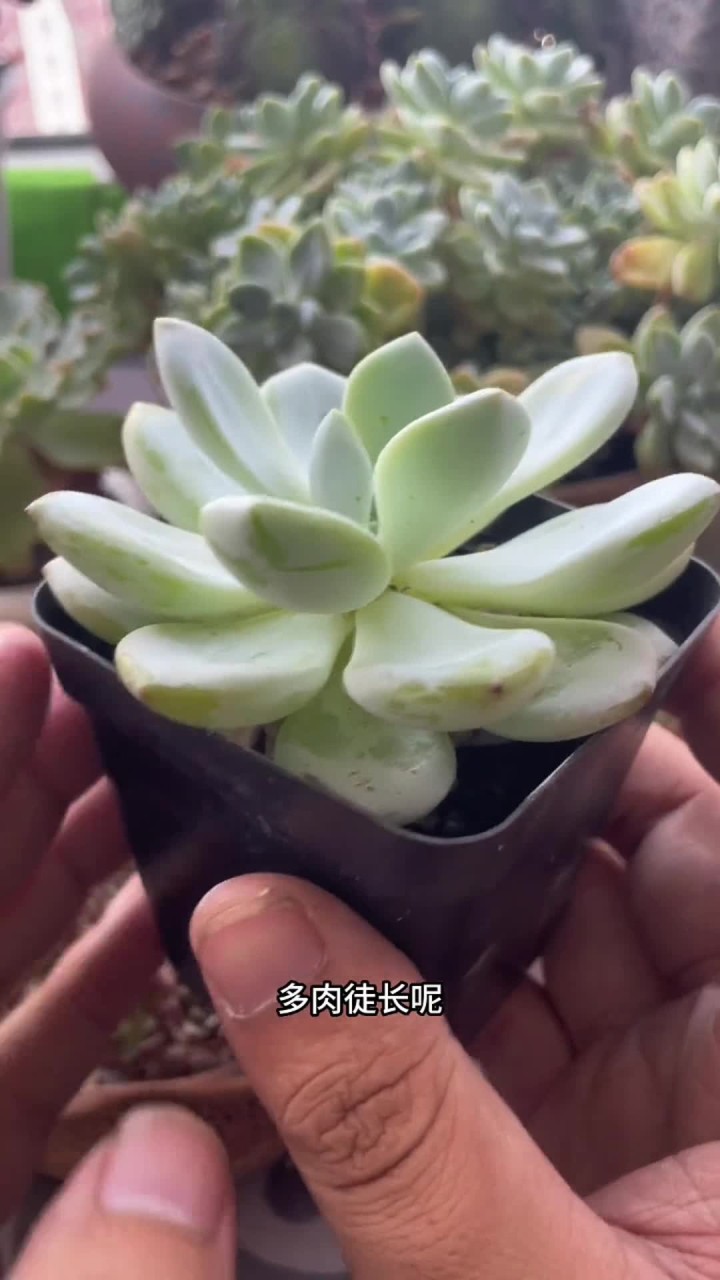 有很多花友问我多肉徒长了怎么办？今天给说一下，最简单也最实用的方法