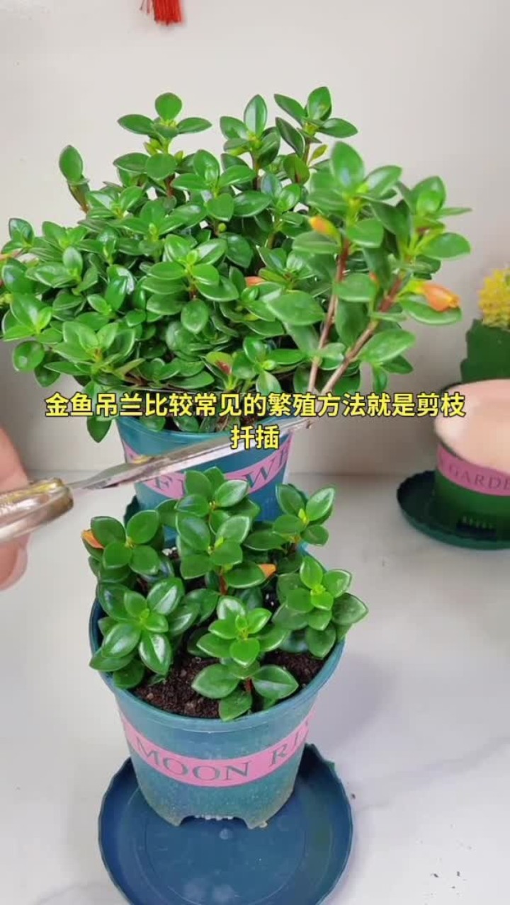 金鱼吊兰扦插繁殖方法，花卉绿植知识